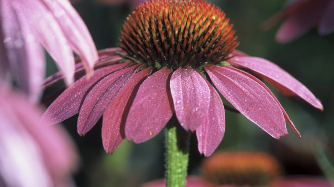 Echinacea purpurea - Purple Coneflower